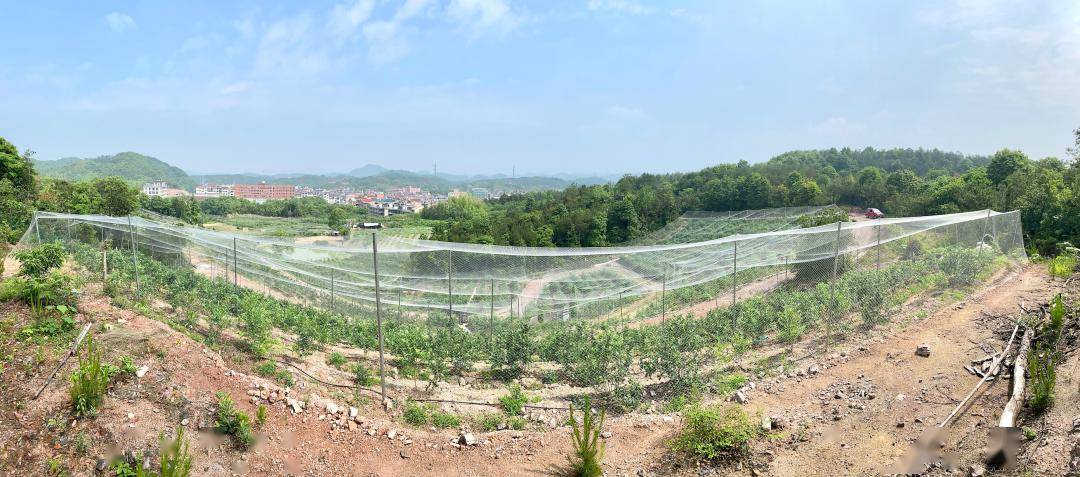 自由地家庭农场