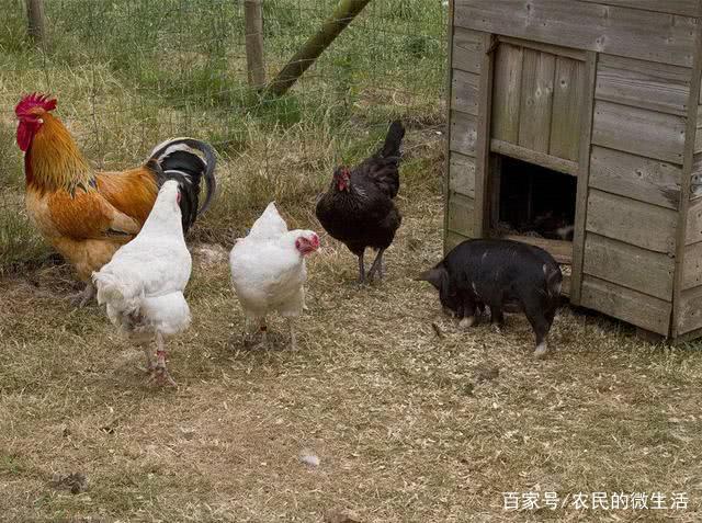 家庭农场养殖